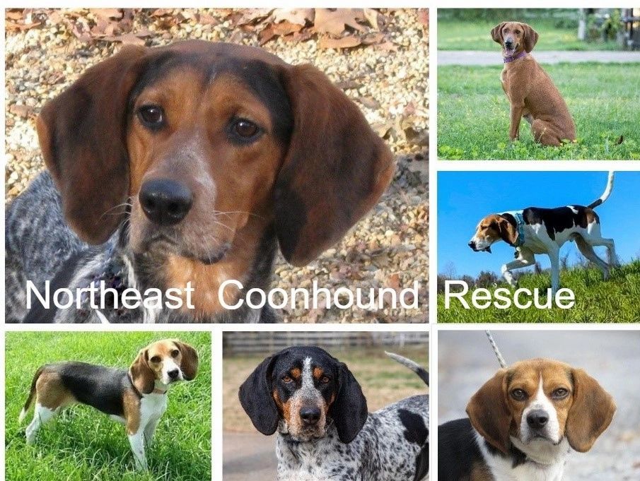 Coonhounds for cheap adoption